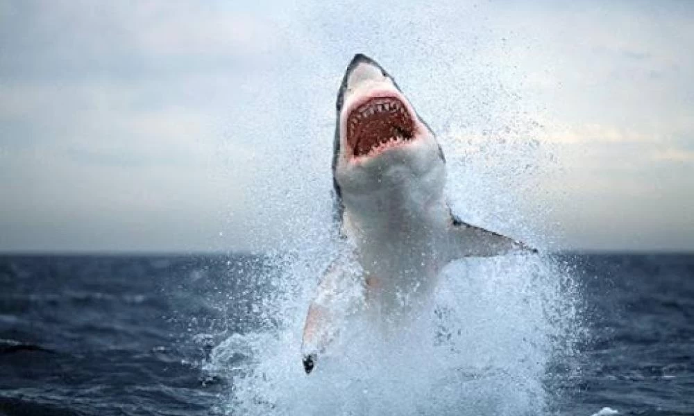 Μεγάλοι λευκοί καρχαρίες στα νερά της Μεσογείου κατευθύνονται... προς το Ηνωμένο Βασίλειο